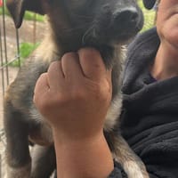 Alleen zartes Hundemädchen sucht Zuhause, Hündin zur Adoption