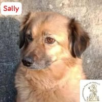 Sally  leiser Anfang von etwas Schönem, Hündin zur Adoption