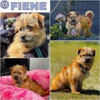FIENE -rundum tolles Hundekind-, Hündin zur Adoption