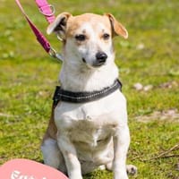 💙Egerke - neugierig , anhänglich 💙, Hündin zur Adoption