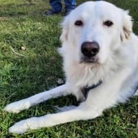 Kurt - wartet in 92318 Neumarkt, Hund zur Adoption