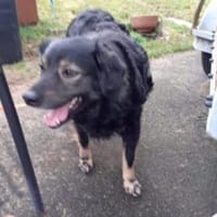 Kadim 45 cm Pflegestelle, Hund zur Adoption