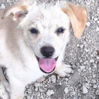 Sullivan, Hund zur Adoption
