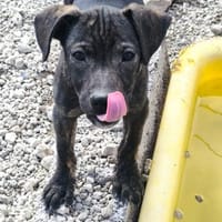 Jackson, Hund zur Adoption
