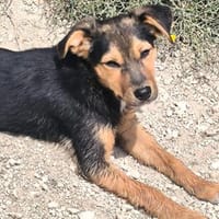 Aurora, Hündin zur Adoption
