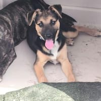 Rudi, Hund zur Adoption