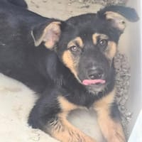 Logan, Hund zur Adoption