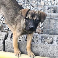 Lucy, Hündin zur Adoption