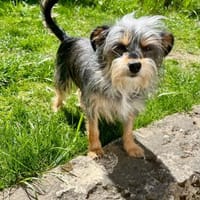 Zauberhafte Lia, Hündin zur Adoption