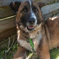 JANKO jetzt auf PS in 65597 Hünfelden, Hund zur Adoption