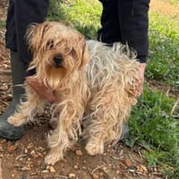 Strubbel   Beauty, Hündin zur Adoption