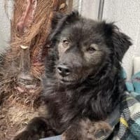 Neustart für den wuscheligen Hidalgo, Hund zur Adoption