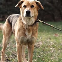 Luna sucht ihr Für-Immer-Zuhause, Hündin zur Adoption