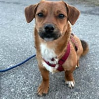 Pixie, kleine Biene, Hündin zur Adoption