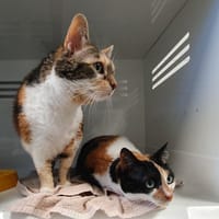 MINA CHA, chatte à adopter