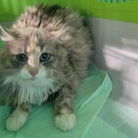 Balance, chatte à adopter