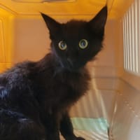 Bélier, chatte à adopter