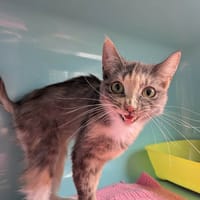SIRA, chatte à adopter