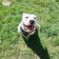 ATHENA, chienne à adopter