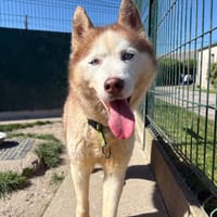 ORGY, chienne à adopter