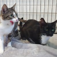 RIMINI CHA, chatte à adopter