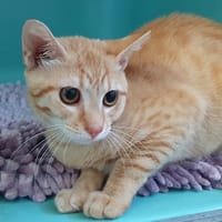 MOCHI CHA, chat à adopter