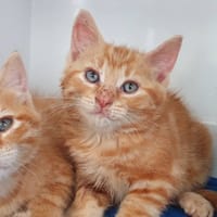 MAKI CHA, chat à adopter