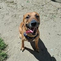 PACO, chien à adopter