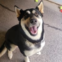 MAYA, chienne à adopter