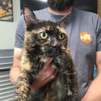 MAYA, chatte à adopter