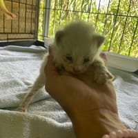 NAO, chat à adopter