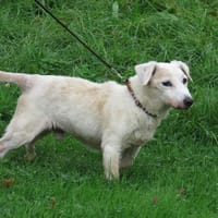 FLY, chien à adopter
