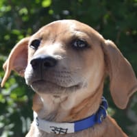 BARS CHAO, chienne à adopter