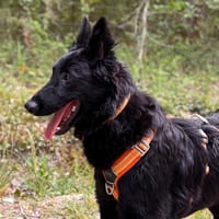 APPLE, chien à adopter