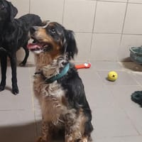 Missy, chienne à adopter