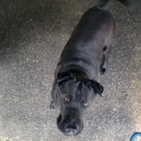 Ukoye, chien à adopter