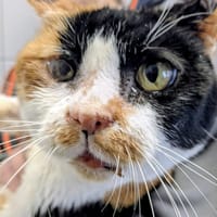 FISCHKA, chatte à adopter