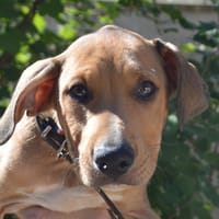 KOMOD CHA, chien à adopter