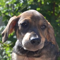 BOBO CHAO, chien à adopter