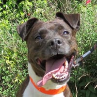 DORIE, chienne à adopter