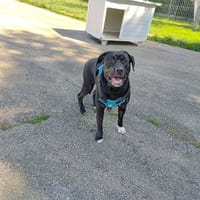 Loky, chien à adopter