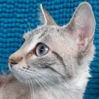 Draculette, chatte à adopter