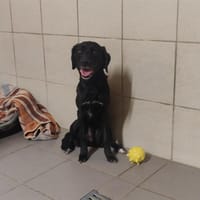 Lexy, chienne à adopter