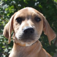 BOWSER CHAO, chien à adopter