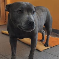 PEPSY, chienne à adopter