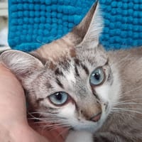 Oursonne, chatte à adopter