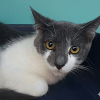 BEN CHA, chat à adopter