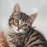 MOCHI CHA, chatte à adopter