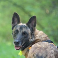 OREO, chien à adopter