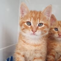 SUSHI CHA, chat à adopter